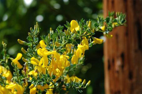 ecological evaluations and invasive species management
