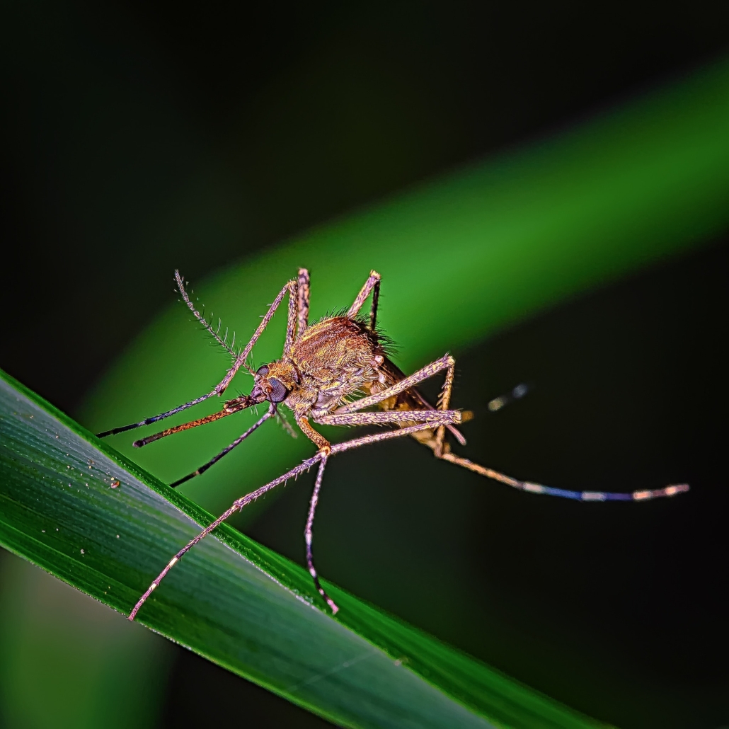 drones for mosquito control